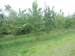 Katsoera Als Struik (Cercidiphyllum Japonicum) -Directplant Winkel cercidiphyllum jap 300 400 1