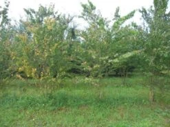 Katsoera Als Struik (Cercidiphyllum Japonicum) -Directplant Winkel cercidiphyllum jap 300 400 2