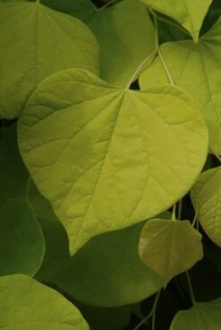 Judasboom Als Struik (Cercis Canadensis) -Directplant Winkel cercis canadensis01 1