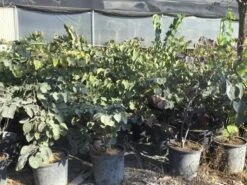 Judasboom Als Struik (Cercis Canadensis 'Forest Pansy') -Directplant Winkel cercis canadensis forest pansy 100 125 cm 1