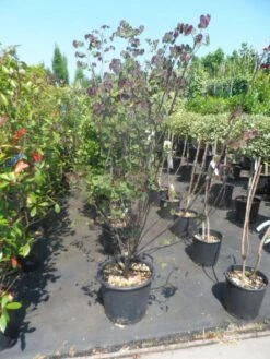 Judasboom Als Struik (Cercis Canadensis 'Forest Pansy') -Directplant Winkel cercis canadensis forest pansy 125 150