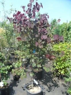 Judasboom Als Struik (Cercis Canadensis 'Forest Pansy') -Directplant Winkel cercis canadensis forest pansy 150 175 1 1