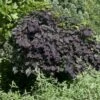 Treur Judasboom (Cercis Canadensis 'Ruby Falls') -Directplant Winkel cercis canadensis ruby falls01