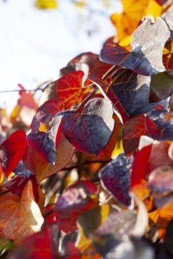 Treur Judasboom (Cercis Canadensis 'Ruby Falls') -Directplant Winkel cercis canadensis ruby falls02