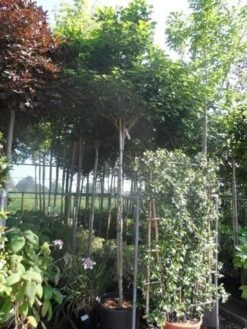 Chinese Judasboom (Cercis Chinensis 'Avondale') -Directplant Winkel cercis chinensis avondale 10 12 14ho cont