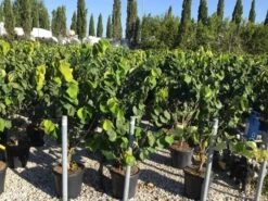 Chinese Judasboom (Cercis Chinensis 'Avondale') -Directplant Winkel cercis chinensis avondale 100 125 c18