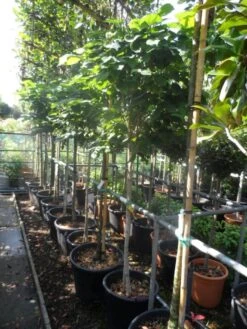 Chinese Judasboom (Cercis Chinensis 'Avondale') -Directplant Winkel cercis chinensis avondale halfstam c35