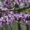 Judasboom (Cercis Siliquastrum) -Directplant Winkel cercis siliquastrum 1