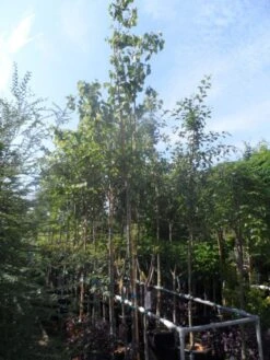 Judasboom (Cercis Siliquastrum) -Directplant Winkel cercis siliquastrum 10 12ho cont