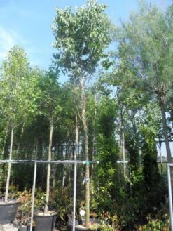 Judasboom (Cercis Siliquastrum) -Directplant Winkel cercis siliquastrum 18 20ho cont