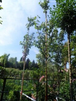 Judasboom (Cercis Siliquastrum) -Directplant Winkel cercis siliquastrum 8 10 12ho cont