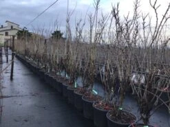 Chinese Judasboom (Cercis Chinensis 'Shirobana') -Directplant Winkel cercisshirbana 1