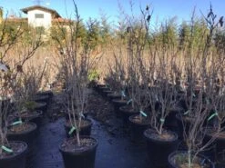 Chinese Judasboom (Cercis Chinensis 'Shirobana') -Directplant Winkel cercisshirobana125 1