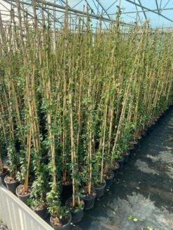 Toscaanse Jasmijn (Trachelospermum Jasminoides 'Winter Ruby') -Directplant Winkel cf397af1 424c 440f b659 6b33d5eedf60