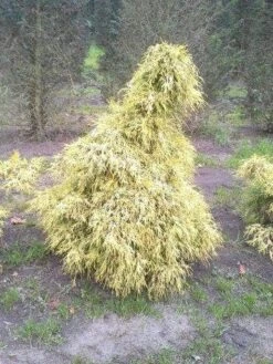 Cypres (Chamaecyparis Pisifera 'Filifera Aurea') -Directplant Winkel cham l aurea