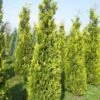 Gele Haagconifeer (Chamaecyparis Lawsoniana 'Ivonne') -Directplant Winkel cham l ivonne 250 300 1 1