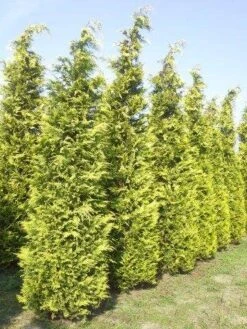 Gele Haagconifeer (Chamaecyparis Lawsoniana 'Ivonne') -Directplant Winkel cham l ivonne 400 450 1 2
