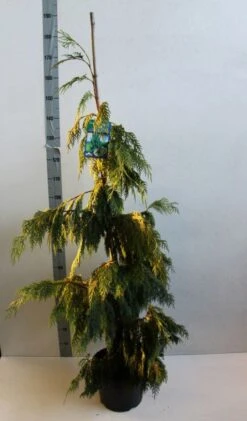 Cypres (Chamaecyparis Nootkatensis 'Pendula') -Directplant Winkel chamacyparis n pendula 100 125 cm co. 10l b kopie
