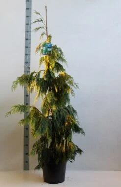 Cypres (Chamaecyparis Nootkatensis 'Pendula') -Directplant Winkel chamacyparis n pendula 100 125 cm co. 10l kopie