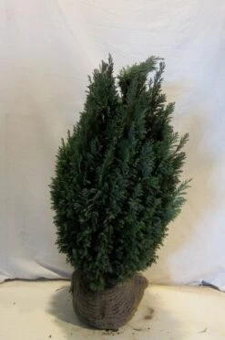 Cypres (Chamaecyparis Lawsoniana 'Ellwoodii') 15 Cypres (Chamaecyparis Lawsoniana 'Ellwoodii') -Directplant Winkel chamacyparislellwoodii060 080