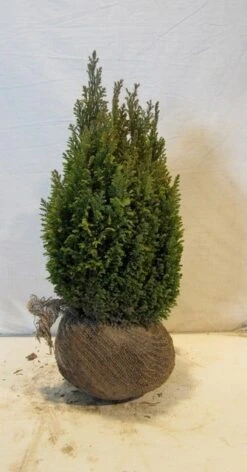 Cypres (Chamaecyparis Lawsoniana 'Ellwoodii') -Directplant Winkel chamacyparislellwoodiigold45 50 1
