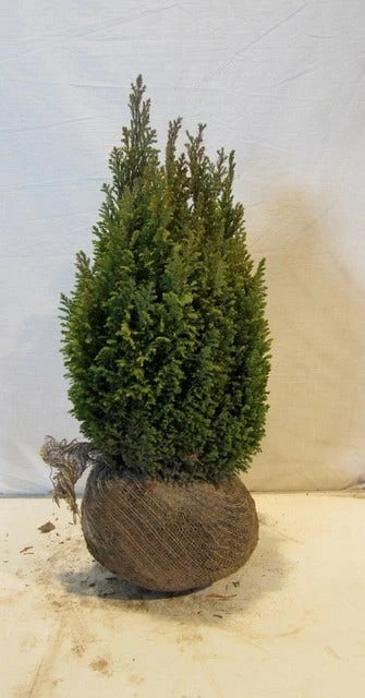 Cypres (Chamaecyparis Lawsoniana 'Ellwoodii') 5 Cypres (Chamaecyparis Lawsoniana 'Ellwoodii') - Afbeelding 3