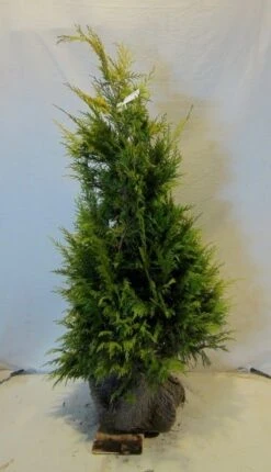 Cypres (Chamaecyparis Lawsoniana 'Golden Wonder') -Directplant Winkel chamacyparislgoldenwonder100 125