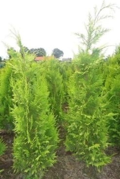 Gele Haagconifeer (Chamaecyparis Lawsoniana 'Ivonne') -Directplant Winkel chamacyparislivonne80125vh 2
