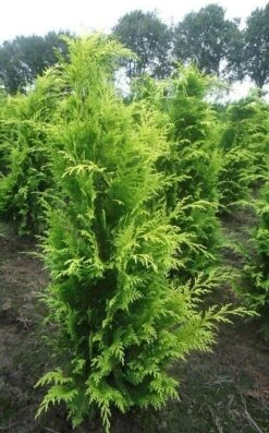 Gele Haagconifeer (Chamaecyparis Lawsoniana 'Stardust') -Directplant Winkel chamacyparislstard100125vh