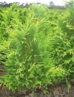 Gele Haagconifeer (Chamaecyparis Lawsoniana 'Stardust') -Directplant Winkel chamacyparislstard60100jv
