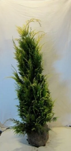 Gele Haagconifeer (Chamaecyparis Lawsoniana 'Stardust') -Directplant Winkel chamacyparislstardust125 150