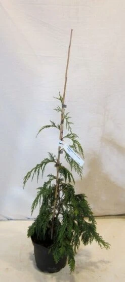 Cypres (Chamaecyparis Nootkatensis 'Pendula') -Directplant Winkel chamacyparisnpendula050 060