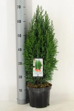 Cypres (Chamaecyparis Lawsoniana 'Ellwoodii') -Directplant Winkel chamaecyparis law. ellwoodii c3 m 1
