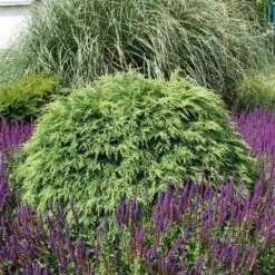 Dwergcipres (Chamaecyparis Lawsoniana 'Globosa') -Directplant Winkel chamaecyparis law. globosa