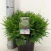 Dwergcipres (Chamaecyparis Lawsoniana 'Globosa') -Directplant Winkel chamaecyparis law. globosa c3 m 1