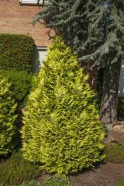 Gele Haagconifeer (Chamaecyparis Lawsoniana 'Ivonne') -Directplant Winkel chamaecyparis law. ivonne 2