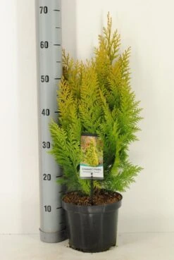 Gele Haagconifeer (Chamaecyparis Lawsoniana 'Ivonne') -Directplant Winkel chamaecyparis law. ivonne c3 m 2