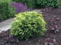 Gele Dwergcipres (Chamaecyparis Lawsoniana 'Sunkist') -Directplant Winkel chamaecyparis law. sunkist