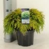 Gele Dwergcipres (Chamaecyparis Lawsoniana 'Sunkist') 2 Gele Dwergcipres (Chamaecyparis Lawsoniana 'Sunkist') -Directplant Winkel chamaecyparis law. sunkist c3 m 1