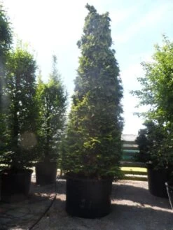 Gele Haagconifeer (Chamaecyparis Lawsoniana 'Ivonne') -Directplant Winkel chamaecyparis lawsoniana ivonne 500 600 c750 2