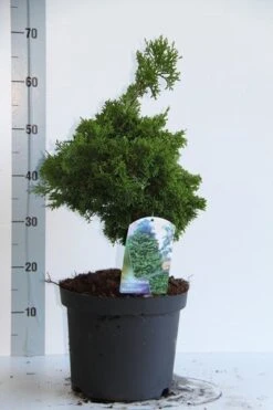 Dwergcypres (Chamaecyparis Obtusa 'Nana Gracilis') -Directplant Winkel chamaecyparis o nana gracilis 30 35 cm co. 7.5l v