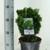 Gele Dwergconifeer (Chamaecyparis Obtusa 'Nana Aurea') -Directplant Winkel chamaecyparis obt. nana aurea c3 m 1