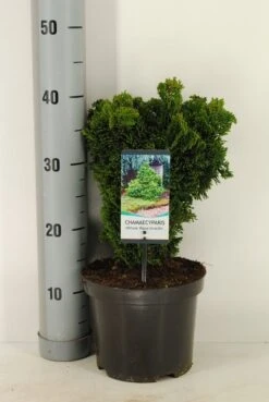 Dwergcypres (Chamaecyparis Obtusa 'Nana Gracilis') -Directplant Winkel chamaecyparis obt. nana gracilis c3 m