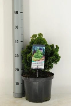 Dwergcypres (Chamaecyparis Obtusa 'Nana Gracilis') -Directplant Winkel chamaecyparis obt. nana gracilis c5 m