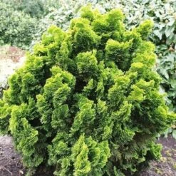 Gele Dwergconifeer (Chamaecyparis Obtusa 'Nana Aurea') -Directplant Winkel chamaecyparis obtusa nana aurea