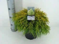 Cypres (Chamaecyparis Pisifera 'Filifera Aurea') -Directplant Winkel chamaecyparis pis. filifera aurea c3 m