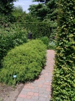 Cypres (Chamaecyparis Pisifera 'Filifera Nana') -Directplant Winkel chamaecyparis pis. filifera nana