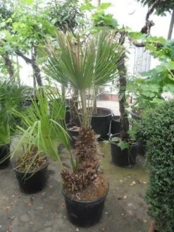 Dwergpalm (Chamaerops Humilis) -Directplant Winkel chamaerops humilis 100 125 150 c70 1