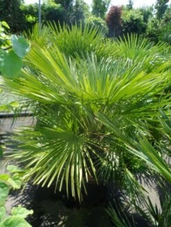 Dwergpalm (Chamaerops Humilis) -Directplant Winkel chamaerops humilis 100 125 c50 1
