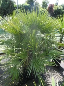 Dwergpalm (Chamaerops Humilis) -Directplant Winkel chamaerops humilis 125 150 c70 1
